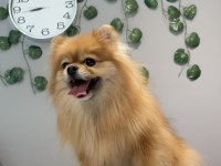 Kusursuz Güzellikte Yetişkin Dişi Pomeranian Boo