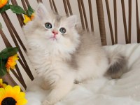 SHOW KALİTE, SAFKAN GOLDEN BRITISH LONGHAIR YAVRULAR HAZIR