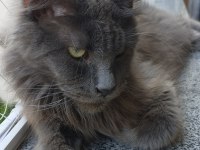 3xxxl 1 dişi ve 1 erkek eş takım maine coon