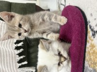 Minnak kedilerim