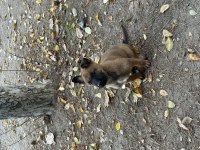 A kalite Safkan Dişi FCI-KIF ANNE BABA MALİNOİS
