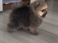Evde büyümüş pomeranian yavruları