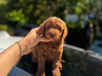 ŞAHANE TOY PODDLE(KÜTAHYA EXUMA PET CENTER)