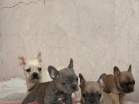 İki aylık french bulldog