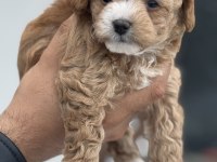 Show kalite kore maltipoo yavrular aşılı pasaportlu