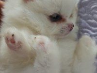 POMERANİAN BOO BEBEKLER