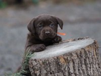 Safkan ırk garantili labrador retriever yavrular