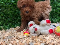 Ruhsatlı çiftliğimiz burkemden yılbaşı şekeri poodle