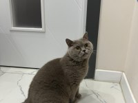 ÜCRETSİZ BRİTİSH SHORTHAİR