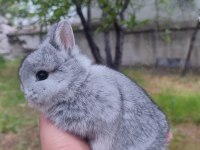 Cüce Tavşan (Netharlend Dwarf)