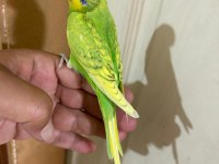 29 GÜNLÜK KUSURSUZ ERKEK BEBEK MUHABBET