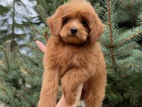 Red Maltipoo