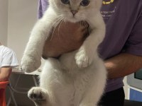 Dişi british shorthair blue point