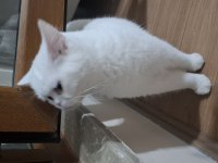 1 yaşında british shorthair sahiplendirilecektir