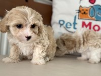 Show kalite tea cup kore maltipoo yavrular