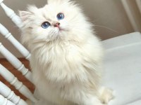 Blh ns1233 erkek british longhair yavrumuz