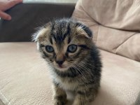 YENİ YAVRU Scottish Fold