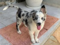 Evinizin neşesi border collie yavrular kapıda ödeme