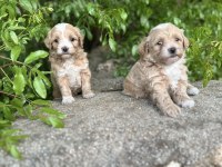 0 Numara Bebek Yüzlü Maltipoo Bebekler