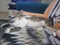 İzmir içi sahiplendirilecek tekir