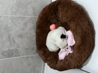French Bulldog 45 günlük erkek