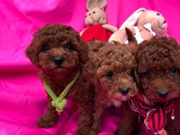 Çook Özel Pırıl Pırıl Saf Kan Toy Poodle Yavrular