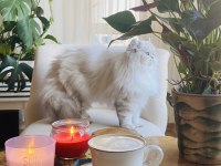 British longhair 1 yaşında
