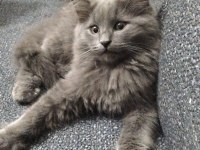 3 aylık erkek british longhair