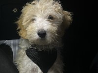 3 Aylık Yavru Maltipoo