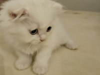 37 mart doğumlu scottish fold