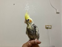 4 aylık sultan papağanı