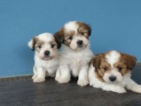 Maltipoo yavrular