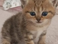 British Shorthair Silver Safkan