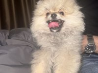 2.5 AYLIK ERKEK POMERANİAN KÖPEĞİ