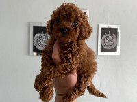 Poodle yavrularım ailelerini bekliyor