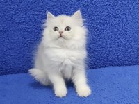 Longhair ponçik yeni yuvasına gitmeye hazırdır