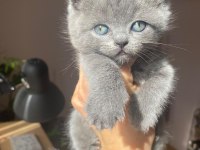 Scottish blue ve blue point yavrular nadir güzellik