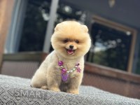 SAĞLIK VE IRK GARANTİLİ POMERANİAN KÖPEĞİMİZ