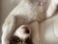 ORJİNAL ERKEK HUSKY