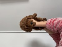 TOY POODLE 3 ERKEK