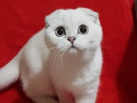 Scottish fold safkan yavrular