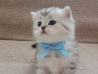 İşte Silverin Hasları Dişi Ve Erkek Kedimiz