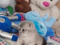 Scottish fold ve british yavru kediler