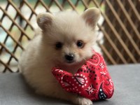 Pomeranian Boo Yavrumuz
