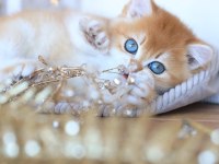 Manken gibi Golden British Shorthair 