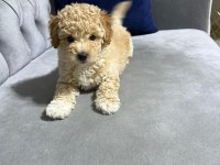 Veterinerden kontrollü F1 ve Kore maltipoo