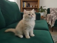 British longhair ve shorthair