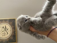 2 buçuk aylık yavru scottish fold bebek