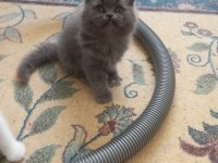 50 günlük british shorthair