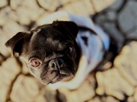 Malatya pug köpeğimiz